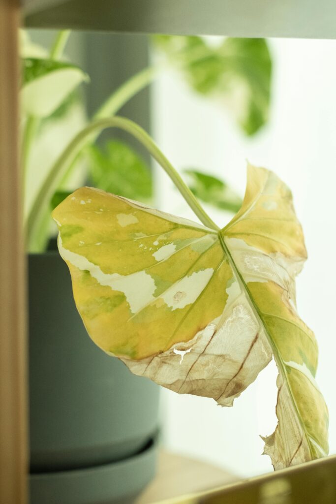 pexels alexquezada 18936037