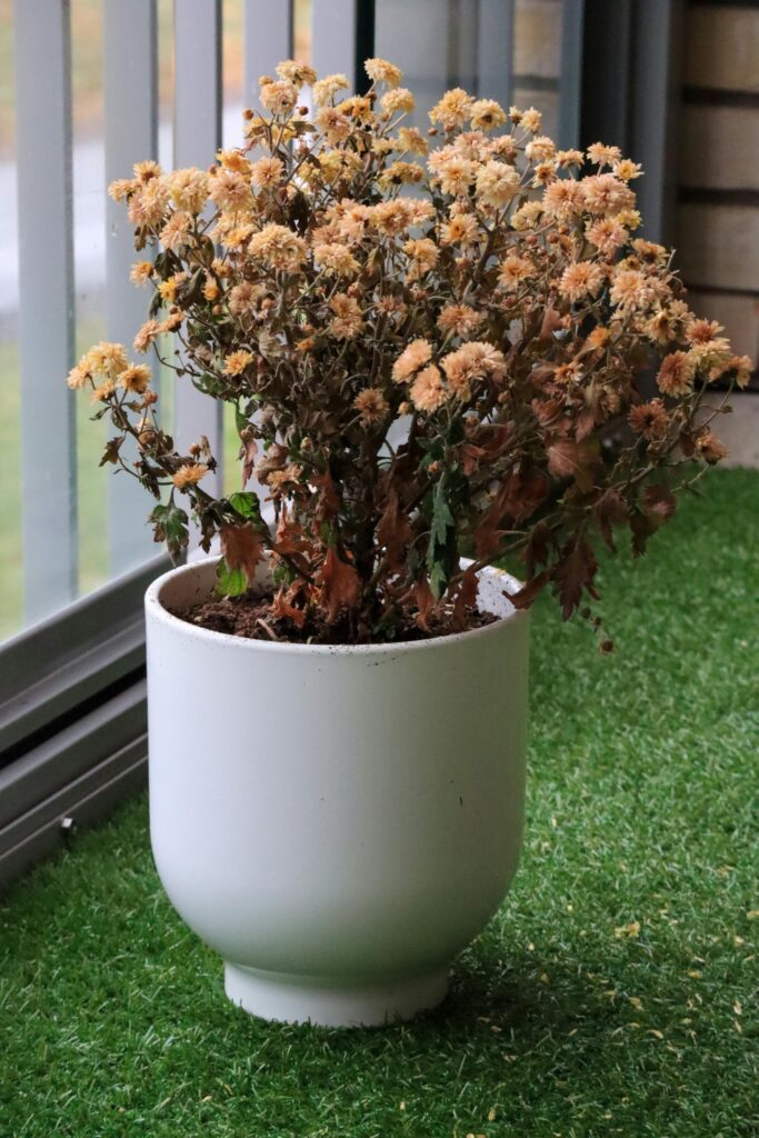 pexels damir 14971591