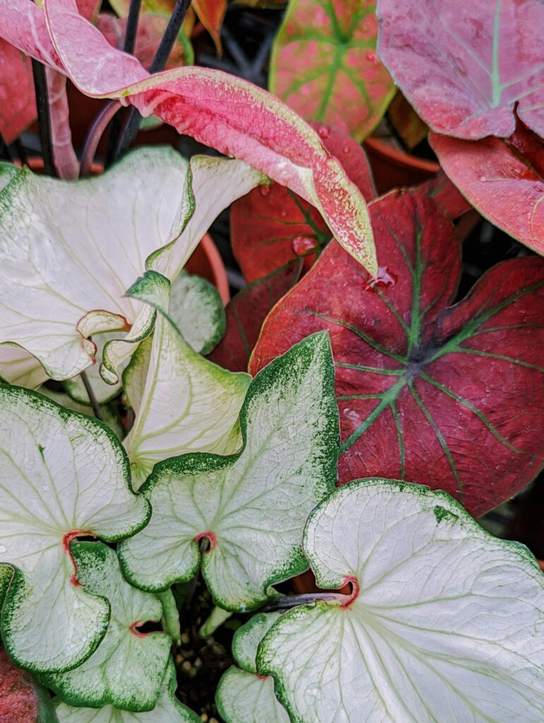 Caladium Plants Like a Pro: Expert Tips for Stunning Color Caladium plant with colorful leaves growing indoors