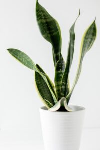snake plant, plant, plant pot, decorative, decoration, nature, indoor plant, houseplant, white pot, potted plant