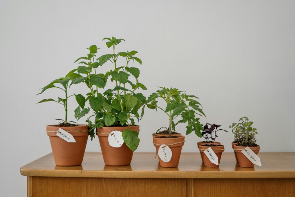 Indoor Herb Garden for Beginners: How to Grow Herbs at Home