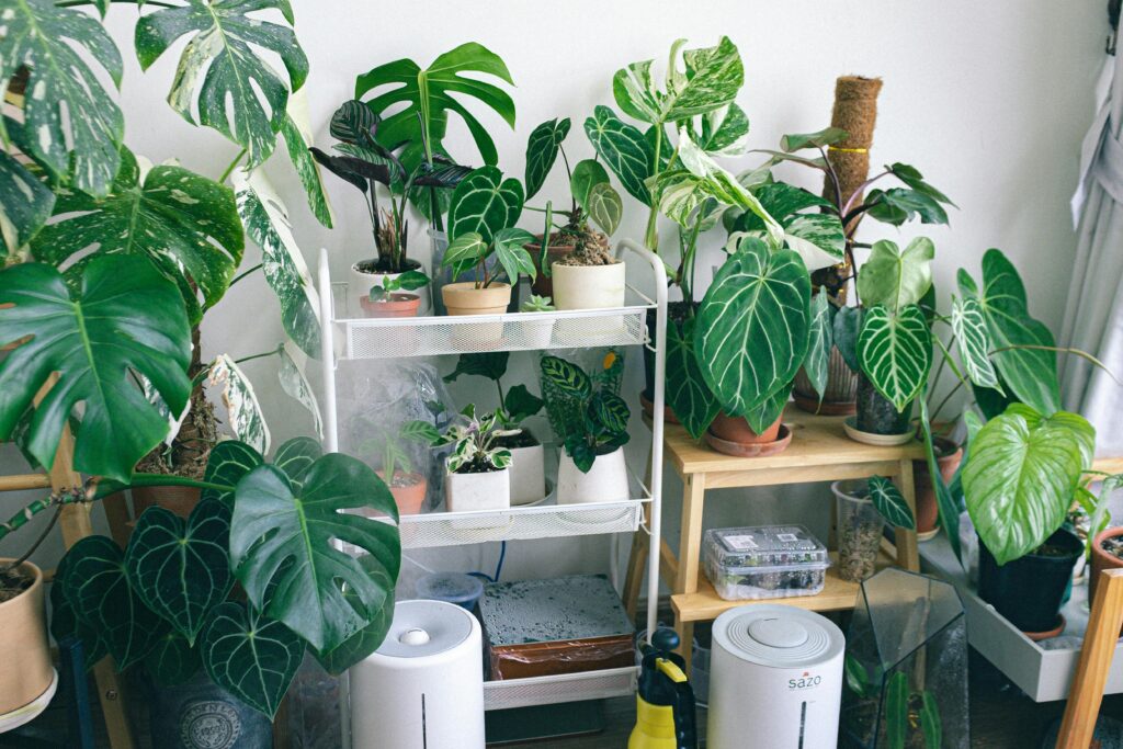 Air-Purifying Plants for a Healthier Home A cozy indoor space filled with various houseplants on shelves and stands, creating an urban jungle vibe.