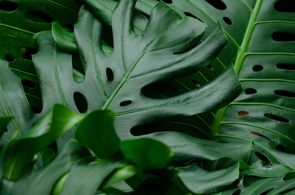 Philodendron Plant Care Guide: How to Grow Healthy Philodendrons Indoors Detailed shot of monstera leaves with unique holes and rich green color.
