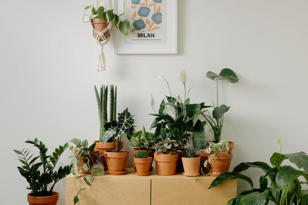Easy-Care Houseplants: Best Indoor Plants for Apartments and Small Spaces A variety of houseplants elegantly arranged in clay pots, creating a lush indoor green space.